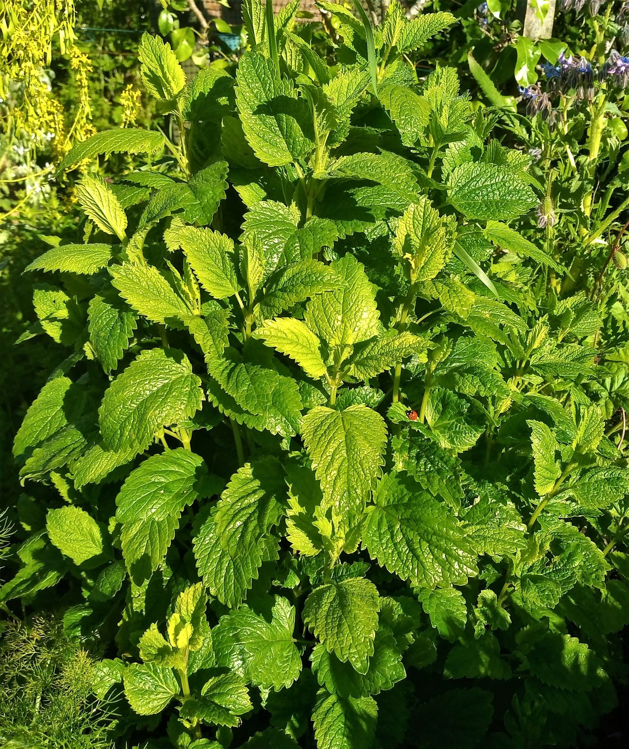 عرق بادرنجبویه