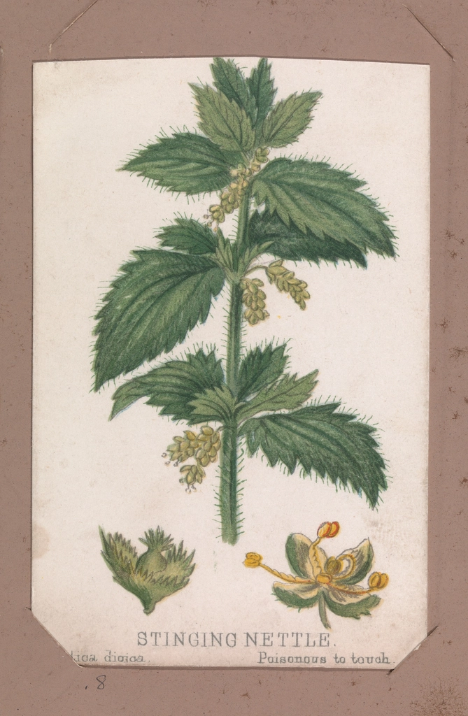 عرق گزنه