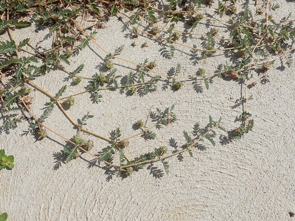عرق خارخاسک